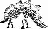 Dinosaur Skeleton Stegosaurus Dinosaurs Clipart Bones Outline Did Bone Facts Svg Long Ago Live Pokemon Clip Kids Extinct Drawing Go sketch template