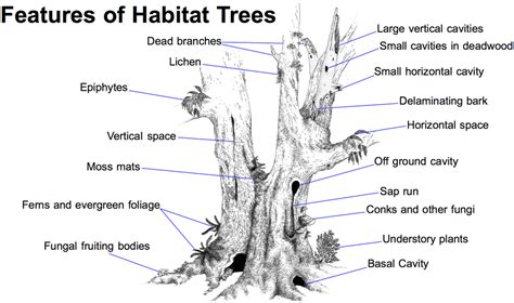 environmental arboriculture international tree preservation isa