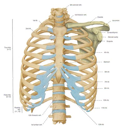 bones   thorax  rib cage