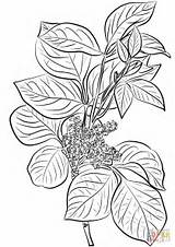Ivy Coloring Poison Pages Plant Flowers Printable Drawing Toxicodendron Rhus Leaves Template Getdrawings Leaf Kids sketch template