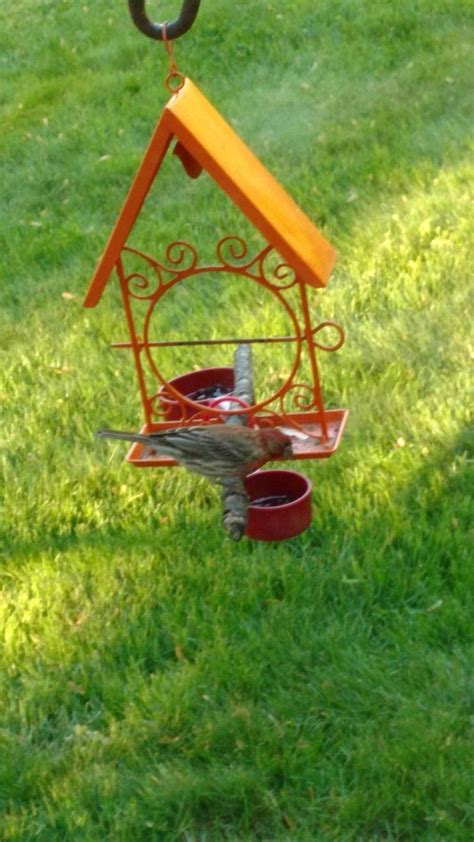 house finch  bird houses birds finch