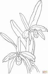 Orchid Coloring Cattleya Drawing Pages Perrin Sophronitis Getdrawings Supercoloring Kaynak sketch template
