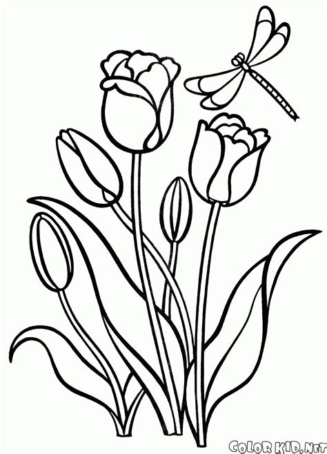 coloring page tulips