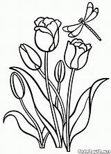 Coloring Tulips Pages Colorkid Flowers Kids sketch template