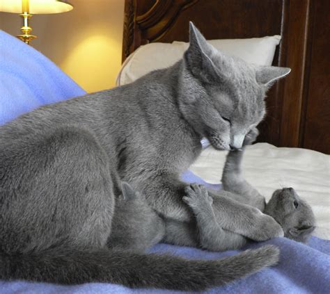 russian blue information health pictures training pet paw