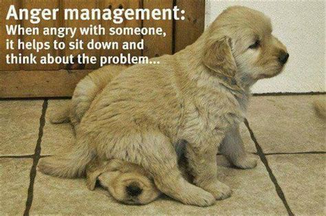 anger management funny dogs dump  day