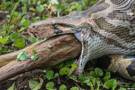 Photos Of A Python Swallowing An Antelope Whole As People Watch Naibuzz