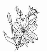 Sego Lilies sketch template