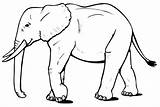 Hewan Darat Mewarnai Kumpulan Berkaki Sketsa Hitam Jantan Singa Empat Gajah sketch template
