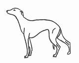 Whippet Coloring Colouring Pages Chance Prefer Innovative Fantasy Try Wild Something Let Go If But Thewhippet sketch template