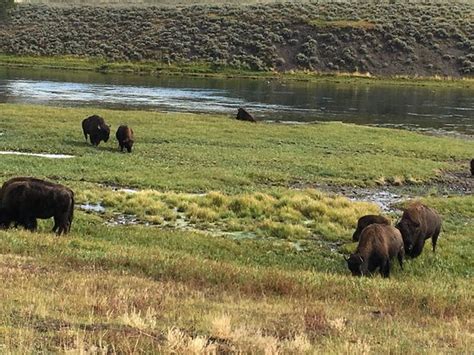 hayden valley yellowstone national park updated 2019 all you need to