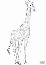 Giraffe Giraffa Stampare Disegnare sketch template
