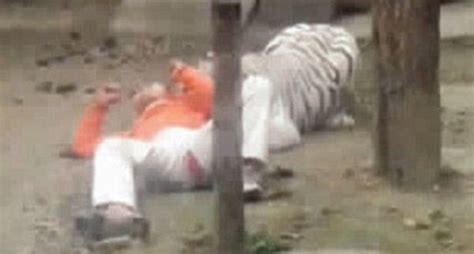 Man Spent 20 Minutes Trying To Get Tiger To Eat Him
