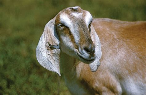 goat description breeds milk facts britannica
