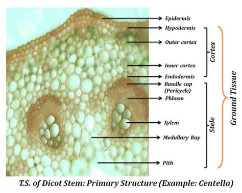 primary structure  dicot stem easybiologyclass