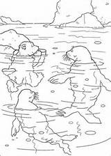 Coloring Polar Bear Little Swimming Pages Lars Walrus Book Seals Info Supercoloring Kids Choose Fun Board Coloriage sketch template