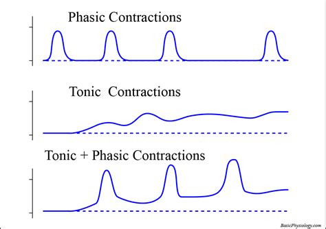 types  skeletal muscle contractions