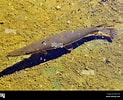 Image result for Lampanyctus crocodilus. Size: 123 x 100. Source: www.alamy.com