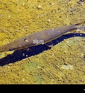 Afbeeldingsresultaten voor Lampanyctus crocodilus. Grootte: 169 x 185. Bron: www.alamy.com