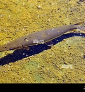 Afbeeldingsresultaten voor "lampanyctus Crocodilus". Grootte: 170 x 185. Bron: www.alamy.com
