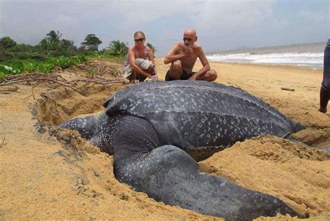 worlds largest sea turtle emerges   sea