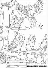 Dschungel Apenheul Ausmalbilder Dschungeltiere Malvorlagen Animaux sketch template