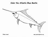 Marlin Coloring Blue Atlantic Fish Pages Labeling Exploringnature Please Template Templates Sponsors Wonderful Support sketch template