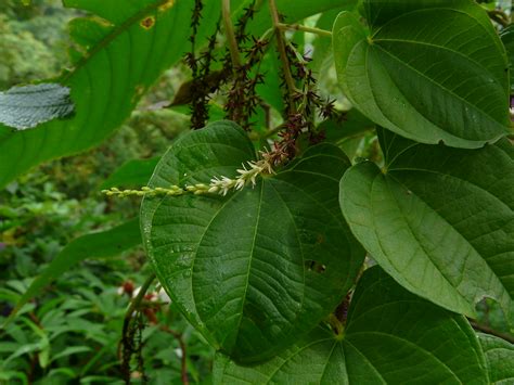 dioscorea bulbifera dioscoreaceae yam family dioscor flickr