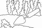Coloring Pages Carrot Harvest Trowel sketch template