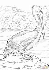 Pelican Pelicans Colouring sketch template