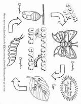 Printables Preschool Caterpillar Monarch Bubakids Tsgos sketch template