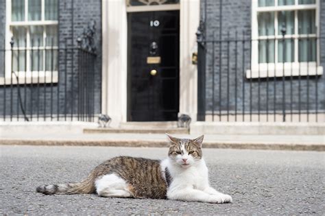 decade     downing street larry  rescue cat pets magazine