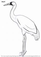 Drawings Animals Drawingtutorials101 Tutorials Colouring Beginners Heron Stork Sandhill Enhancement sketch template