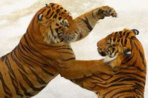 tigers fighting  triforce  wisdom hosted  neoseeker