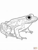 Rana Dibujo Stampare Bosque Frogs Anfibio sketch template
