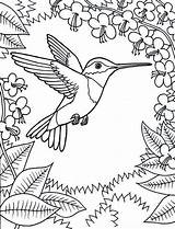 Coloring Pages Hummingbird Bird Printable Adult sketch template