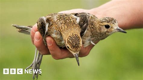 wildlife chicks hatched from seized eggs bbc news