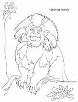 Endangered Primate Species Sheets Coloring Preview sketch template