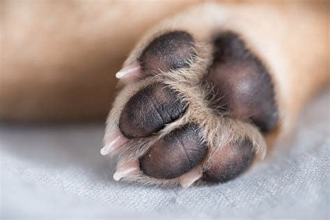 hyperkeratosis  dogs paws    heal  petsoid