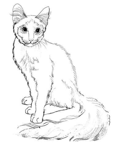 sitting cat coloring page  cats category select