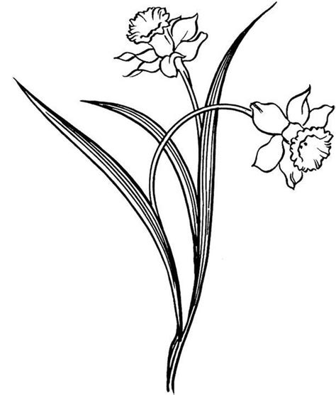 pretty daffodil flower coloring page kids play color