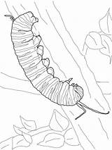 Oruga Mariposa Monarca Bruco Caterpillar Monarch Bruchi Supercoloring Ispirazione Printmania sketch template