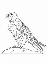 Falcon Coloring Pages Drawing Bowl Super Birds Kids Trophy Falcons Bird Peregrine Color Hawk Animals Cartoon Horse Pug Lion Cute sketch template