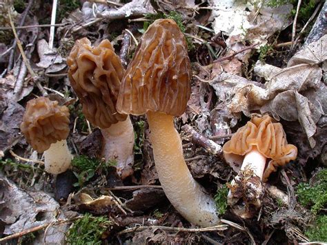 verpa bohemica mushroom mycelium biological mycelium