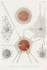 Afbeeldingsresultaten voor "spongosphaera Streptacantha". Grootte: 68 x 100. Bron: prints.royalsociety.org