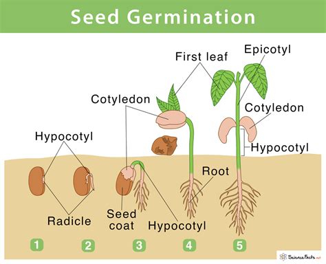 seed germination definition steps factors affecting
