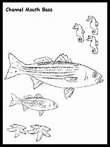 Largemouth sketch template