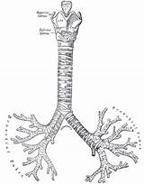Tree Tracheobronchial Wikidoc sketch template