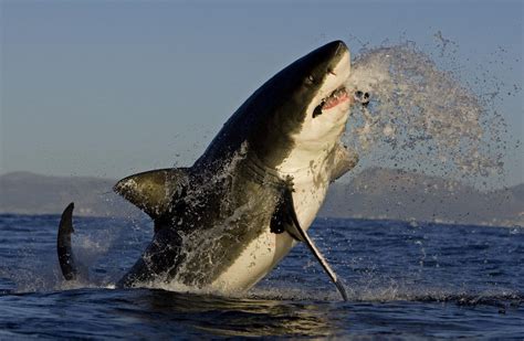 great white shark mid breach  powerful  majestic creatures rnatureismetal