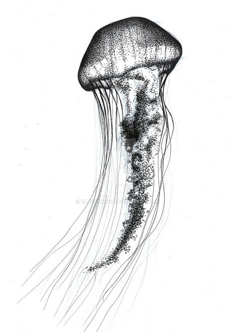 realistic jellyfish drawing  paintingvalleycom explore collection